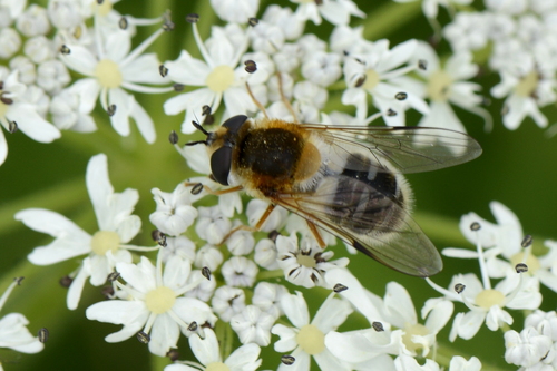 Epistrophe leiophthalma