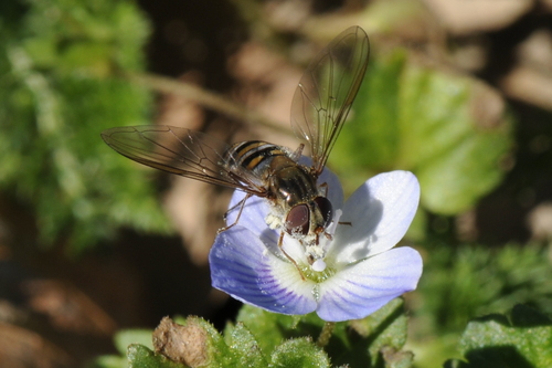 Episyrphus balteatus