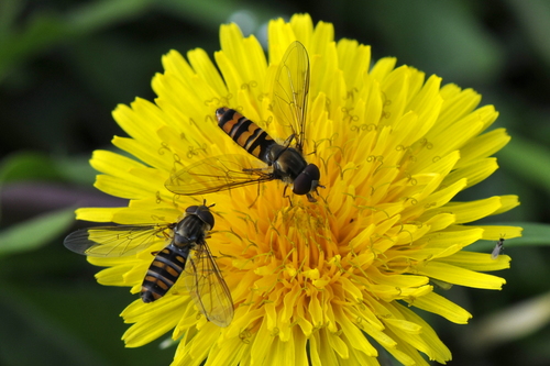 Episyrphus balteatus