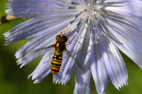 Episyrphus balteatus