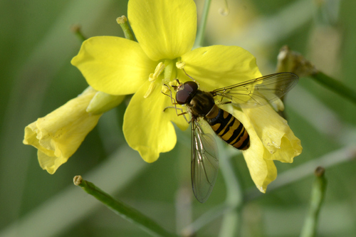 Episyrphus balteatus