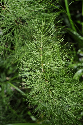 Equisetum sylvaticum