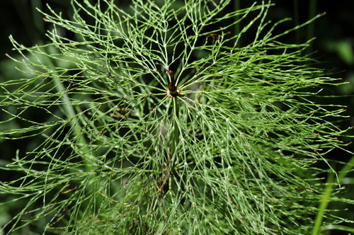 Equisetum sylvaticum