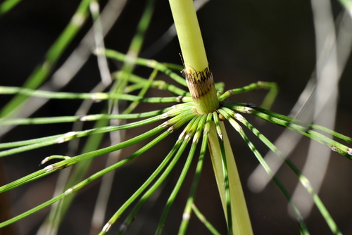 Equisetum telmateia