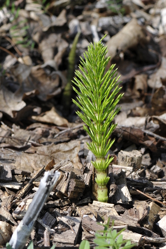 Equisetum telmateia