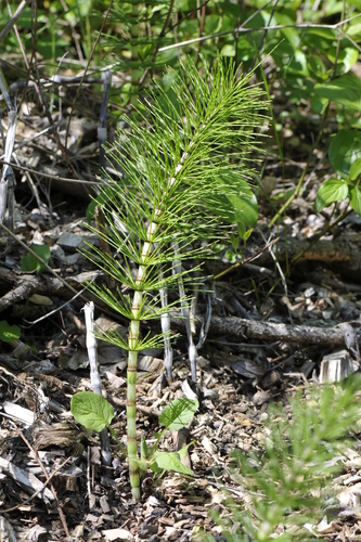 Equisetum telmateia