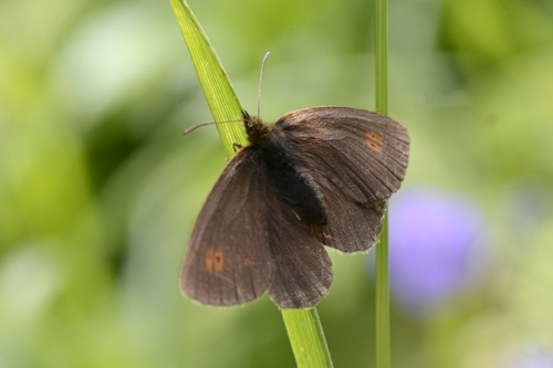 Erebia manto