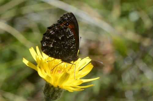 Erebia montana