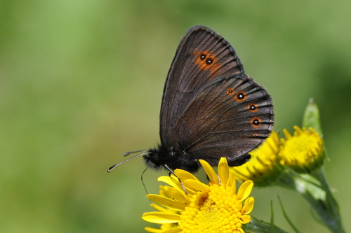Erebia