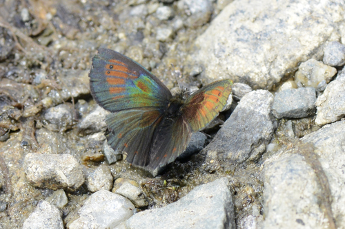Erebia tyndarus