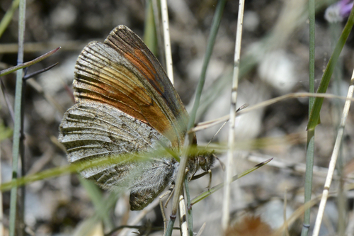 Erebia tyndarus