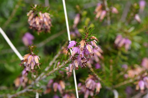 Erica carnea