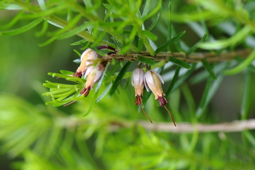 Erica carnea