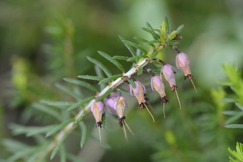Erica carnea