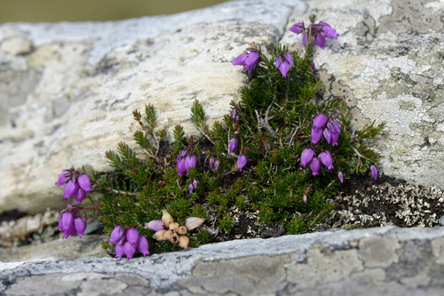 Erica cinerea