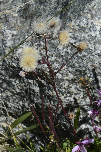 Erigeron acris