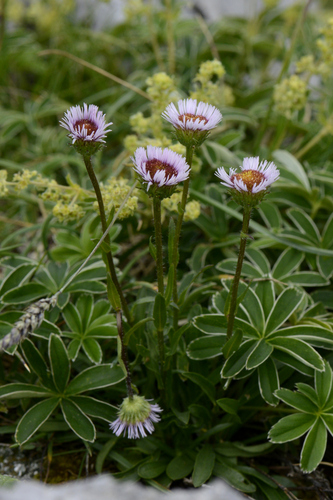 Erigeron glabratus