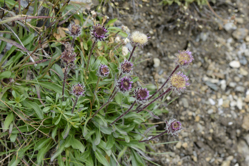 Erigeron uniflorus