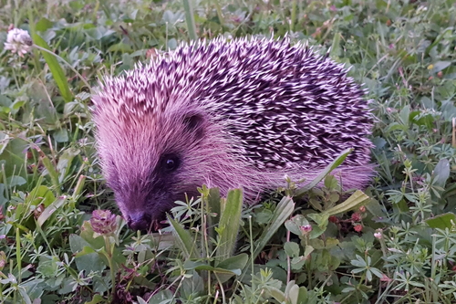 Erinaceus europaeus