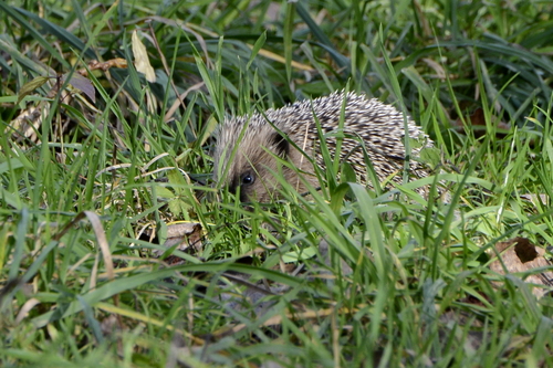 Erinaceus europaeus