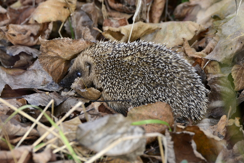 Erinaceus europaeus