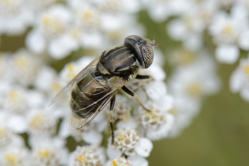 Eristalinus aeneus