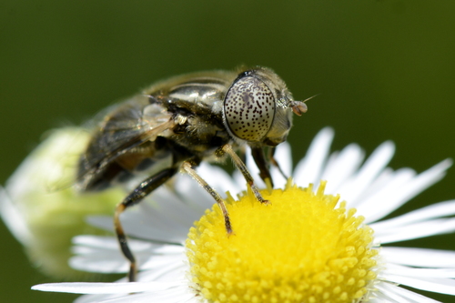 Eristalinus aeneus