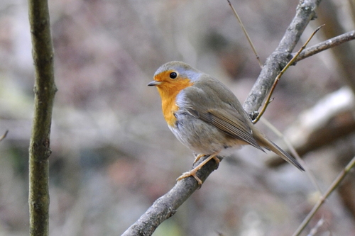 Erithacus rubecula