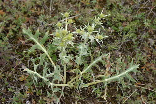 Eryngium campestre