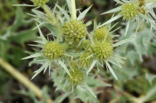 Eryngium campestre