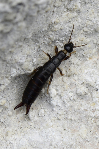 Euborellia moesta