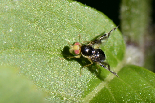 Euleia heraclei