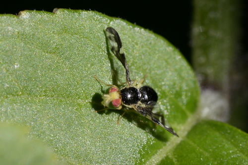 Euleia heraclei
