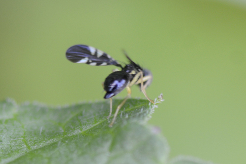 Euleia rotundiventris
