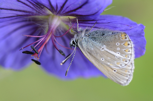 Eumedonia eumedon
