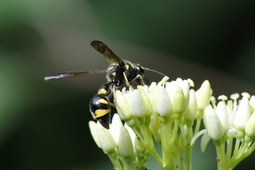 Eumenes