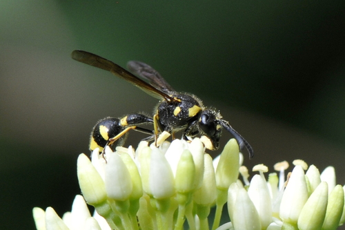 Eumenes