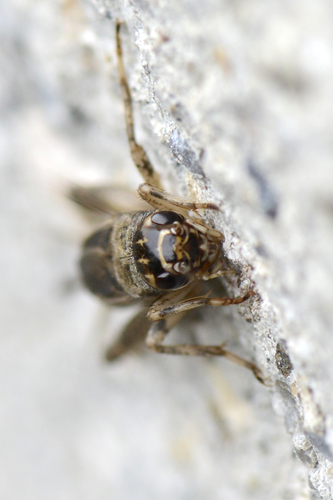 Eumodicogryllus bordigalensis