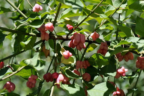 Euonymus europaeus