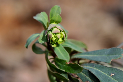 Euphorbia amygdaloides