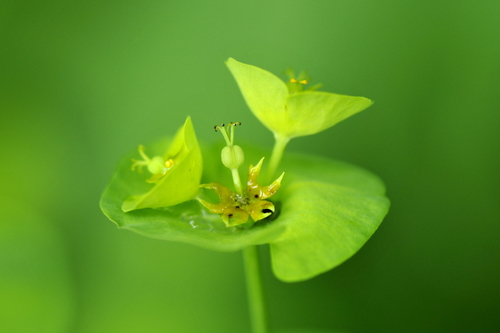 Euphorbia amygdaloides