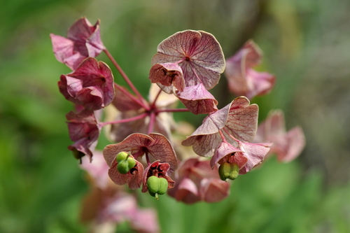 Euphorbia amygdaloides