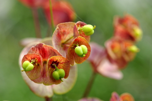 Euphorbia amygdaloides