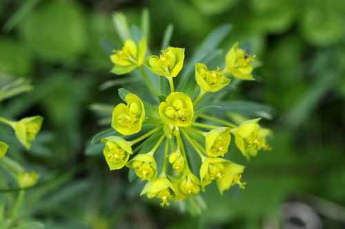 Euphorbia biumbellata