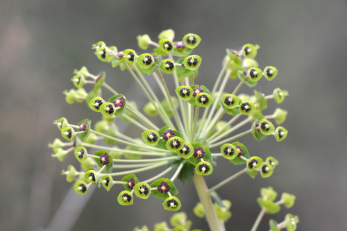 Euphorbia characias