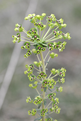 Euphorbia characias