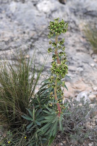 Euphorbia characias