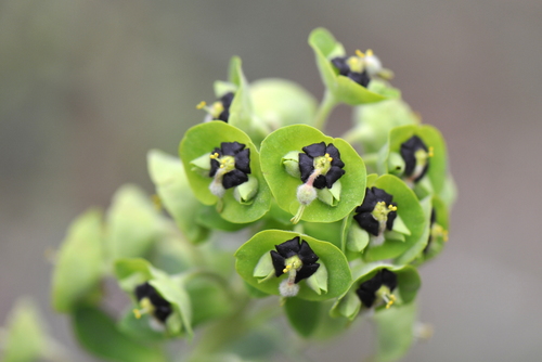 Euphorbia characias