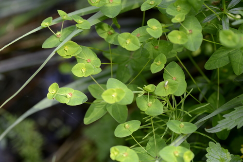 Euphorbia dulcis