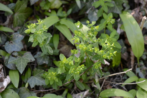 Euphorbia dulcis